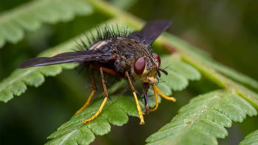Amazing Ability of Flies