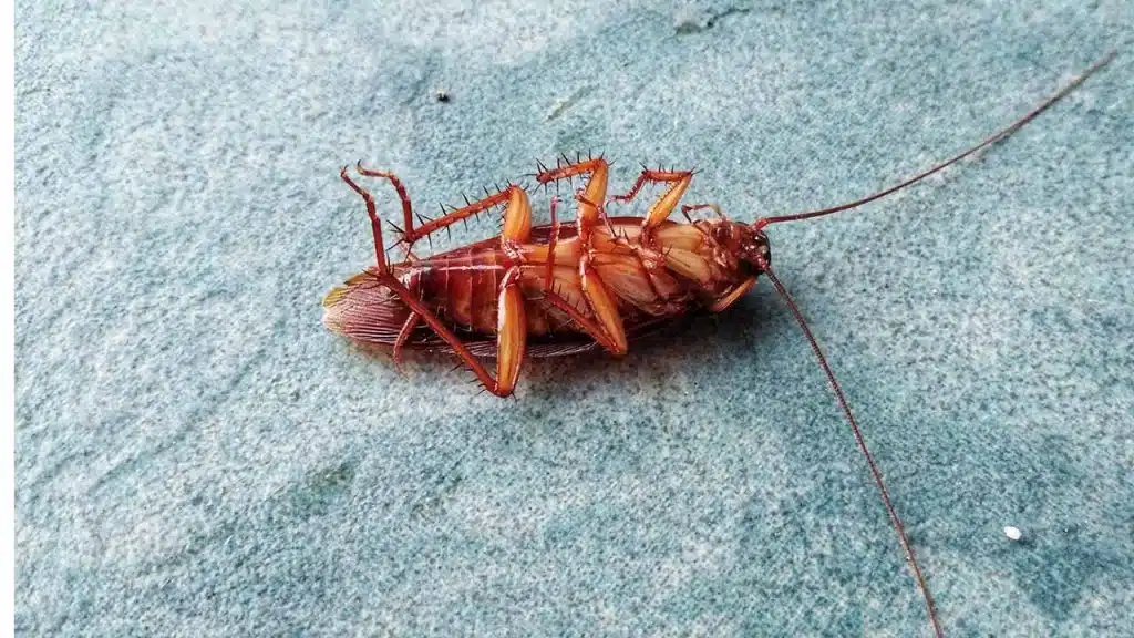 Biology of Wharf Roach