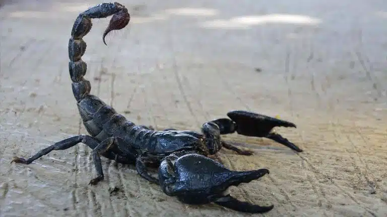Scorpion Repellent