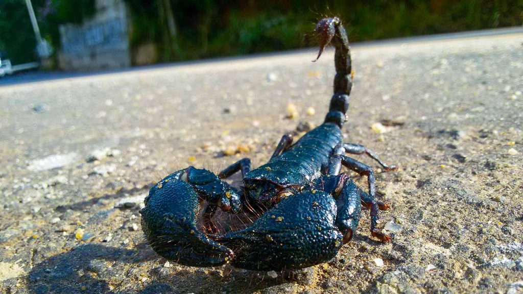 Scorpion Repellent Definitive Guide