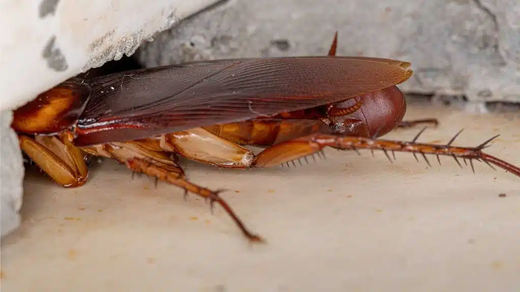 American Cockroach Vs German Cockroach