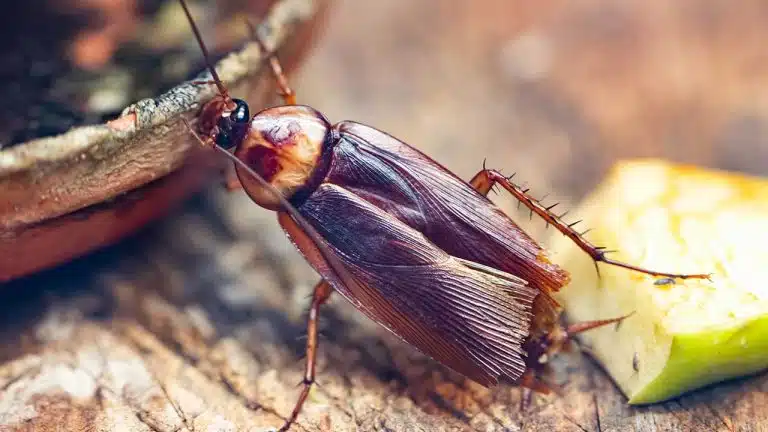 German Roach Vs American Roach: Battle of the Pests